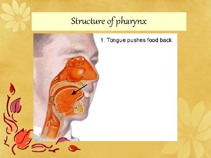 Structure of pharynx 