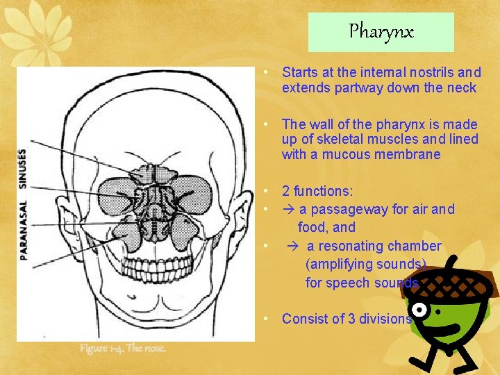 Pharynx • Starts at the internal nostrils and extends partway down the neck •