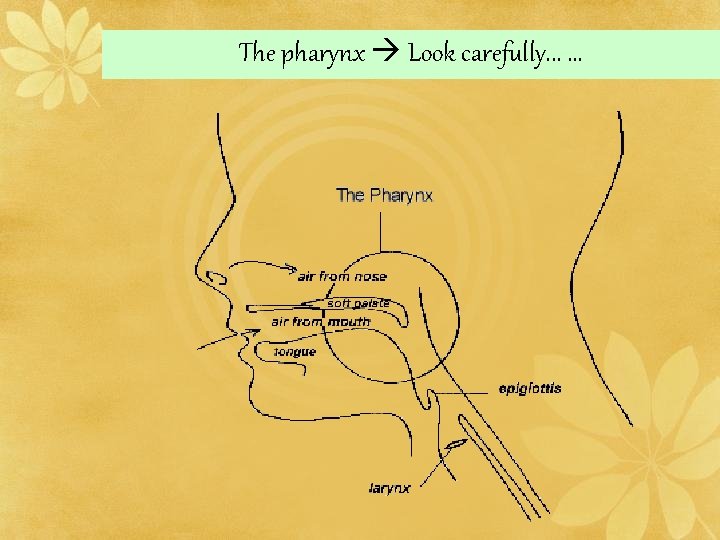 The pharynx Look carefully. . . 