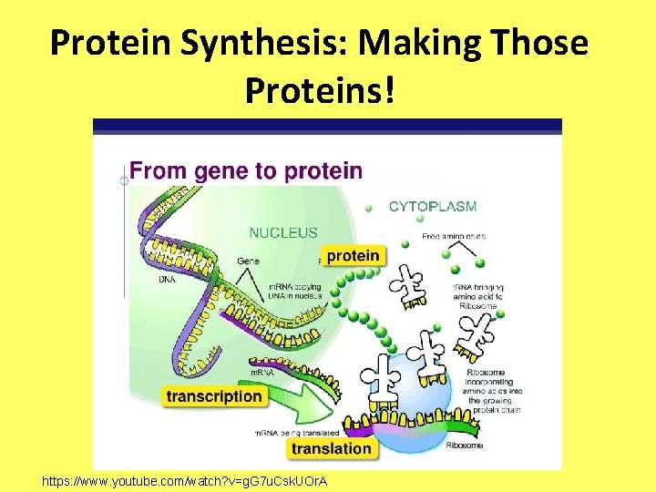 Protein Synthesis: Making Those Proteins! https: //www. youtube. com/watch? v=g. G 7 u. Csk.
