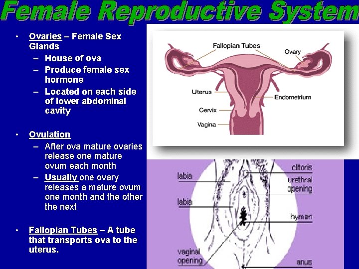  • Ovaries – Female Sex Glands – House of ova – Produce female