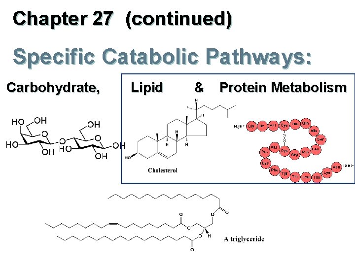 Chapter 27 continued Specific Catabolic Pathways Carbohydrate Lipid