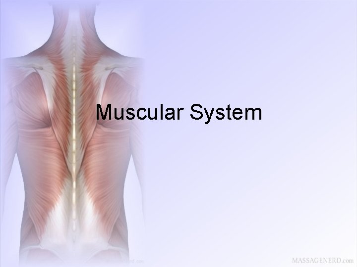 Muscular System 