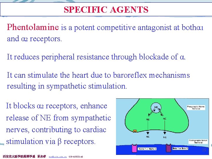 SPECIFIC AGENTS Phentolamine is a potent competitive antagonist at bothα 1 and α 2