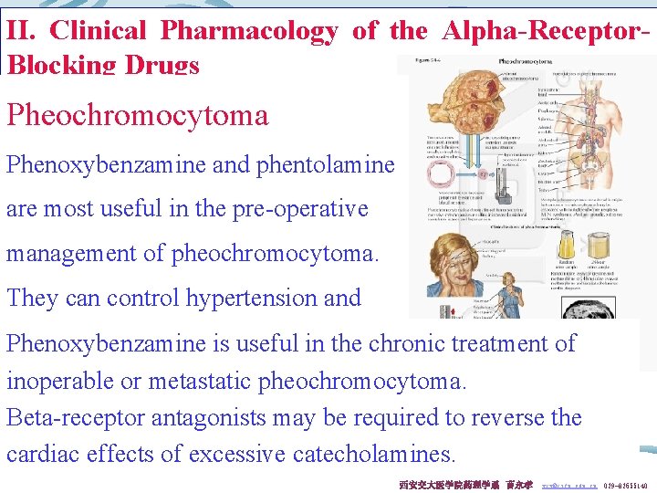 II. Clinical Pharmacology of the Alpha-Receptor. Blocking Drugs Pheochromocytoma Phenoxybenzamine and phentolamine are most