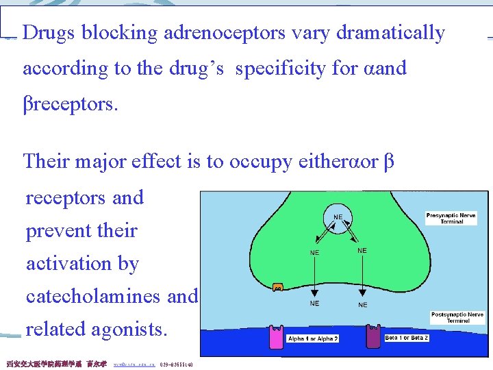 Drugs blocking adrenoceptors vary dramatically according to the drug’s specificity for αand βreceptors. Their