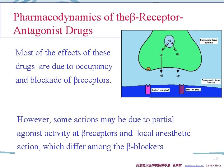 Pharmacodynamics of theβ-Receptor. Antagonist Drugs Most of the effects of these drugs are due