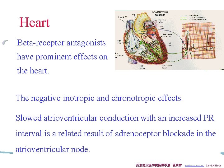 Heart Beta-receptor antagonists have prominent effects on the heart. The negative inotropic and chronotropic