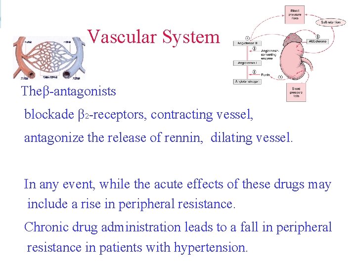 Vascular System Theβ-antagonists blockade β 2 -receptors, contracting vessel, antagonize the release of rennin,