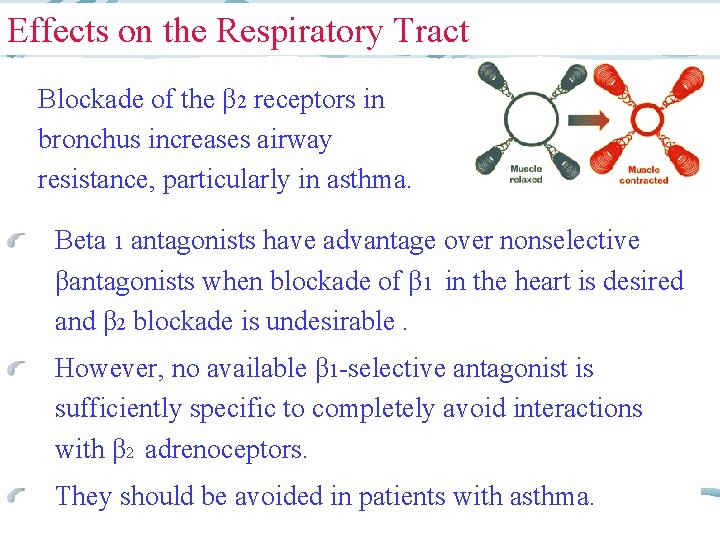 Effects on the Respiratory Tract Blockade of the β 2 receptors in bronchus increases