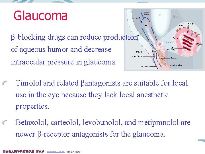 Glaucoma β-blocking drugs can reduce production of aqueous humor and decrease intraocular pressure in