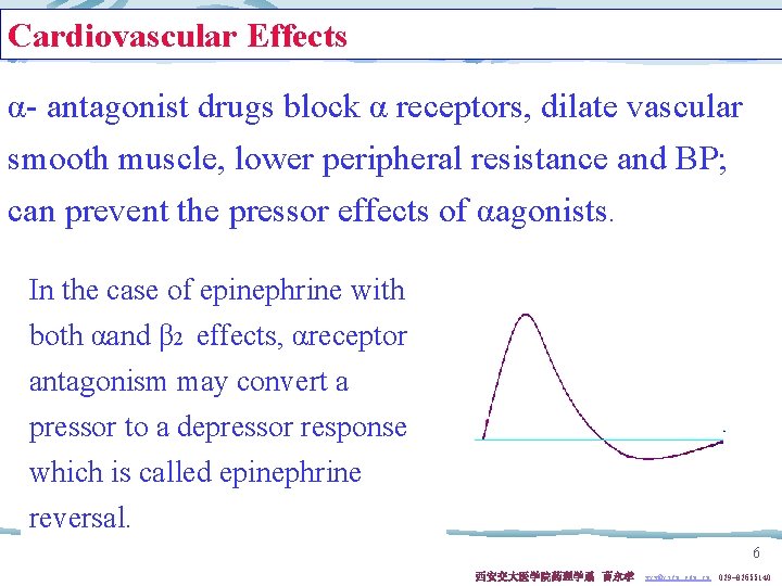 Cardiovascular Effects α- antagonist drugs block α receptors, dilate vascular smooth muscle, lower peripheral