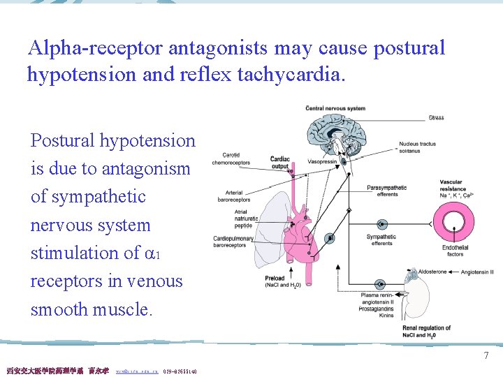 Alpha-receptor antagonists may cause postural hypotension and reflex tachycardia. Postural hypotension is due to