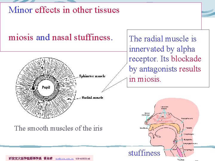 Minor effects in other tissues miosis and nasal stuffiness. The radial muscle is innervated