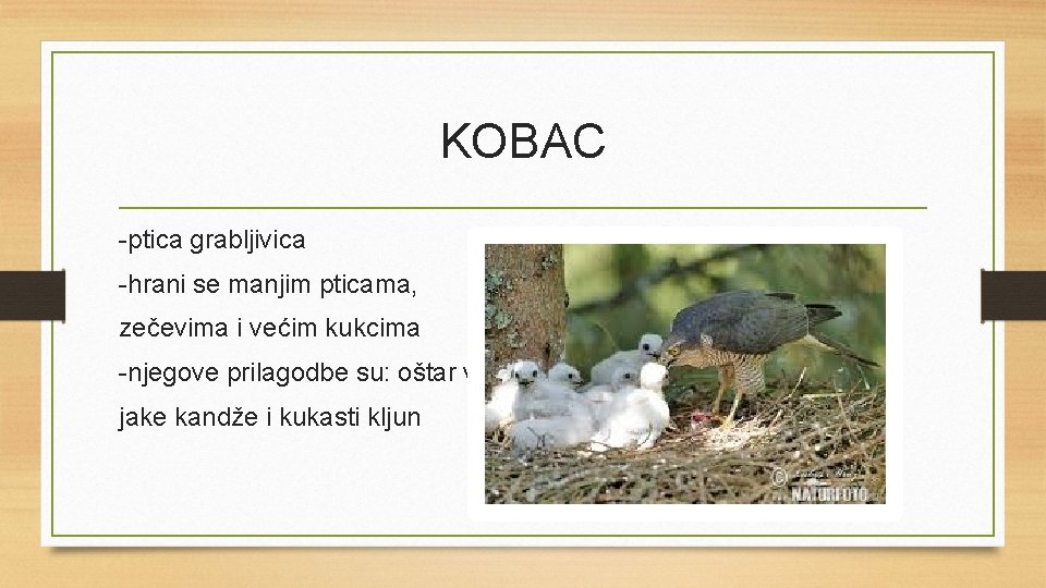 KOBAC -ptica grabljivica -hrani se manjim pticama, zečevima i većim kukcima -njegove prilagodbe su: