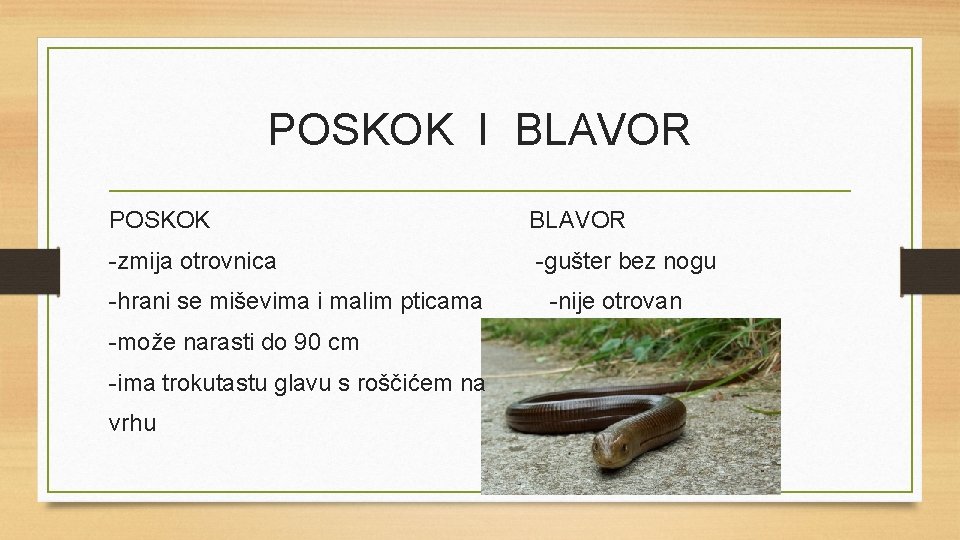 POSKOK I BLAVOR POSKOK BLAVOR -zmija otrovnica -gušter bez nogu -hrani se miševima i
