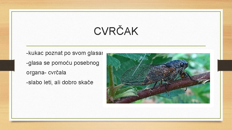 CVRČAK -kukac poznat po svom glasanju -glasa se pomoću posebnog organa- cvrčala -slabo leti,