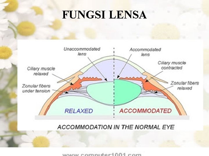 FUNGSI LENSA 