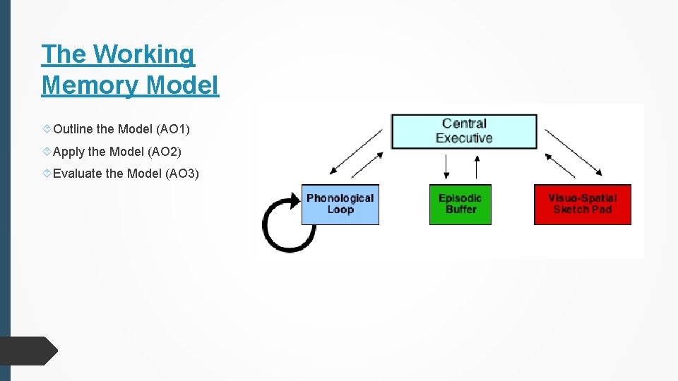 The Working Memory Model Outline the Model (AO 1) Apply the Model (AO 2)