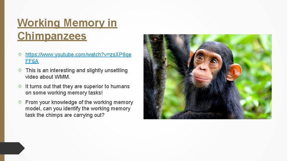 Working Memory in Chimpanzees https: //www. youtube. com/watch? v=zs. XP 8 qe FF 6