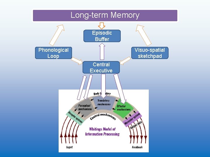 Long-term Memory Episodic Buffer Visuo-spatial sketchpad Phonological Loop Central Executive 