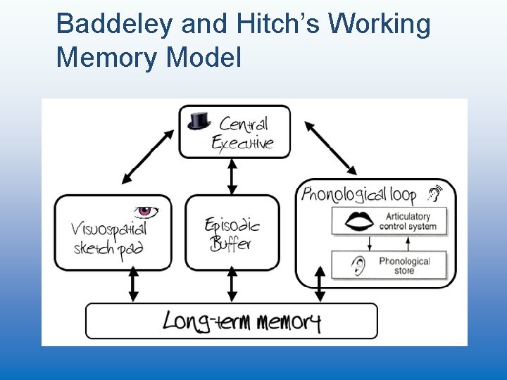 Baddeley and Hitch’s Working Memory Model 