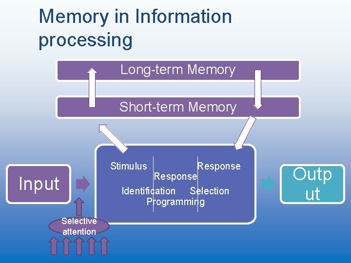 Memory in Information processing Long-term Memory Short-term Memory Stimulus Response Identification Selection Programming Input