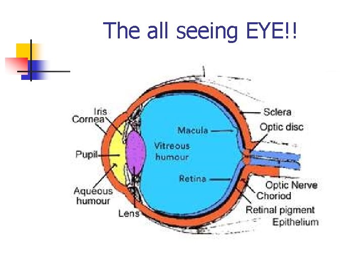 The all seeing EYE!! 