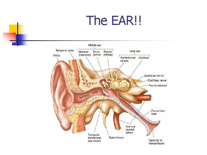 The EAR!! 