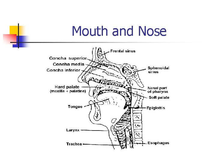 Mouth and Nose 