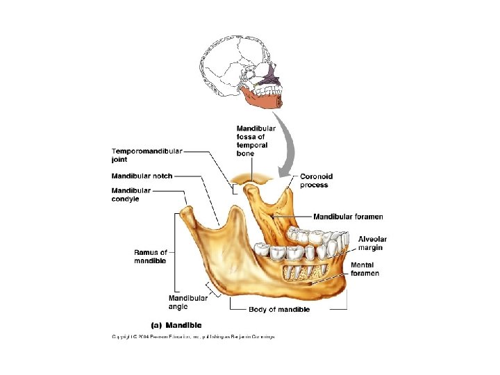 Mandible 