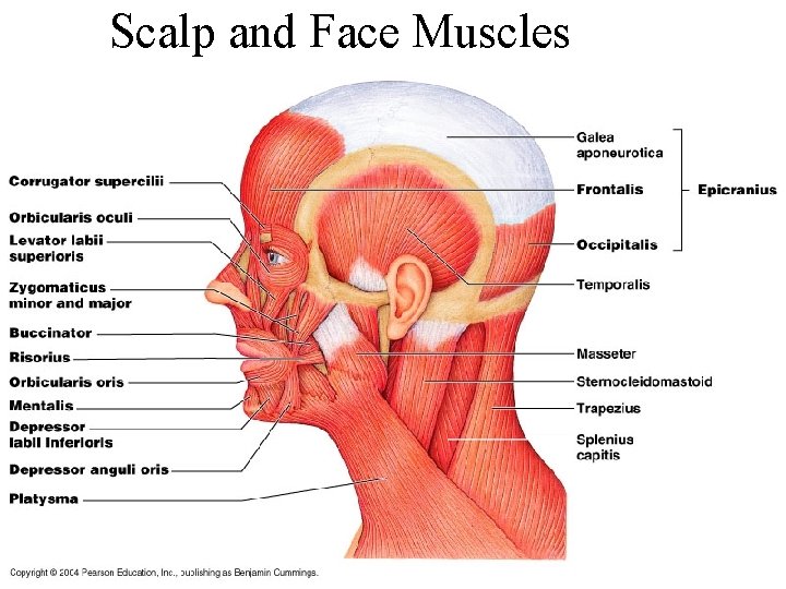 Scalp and Face Muscles 