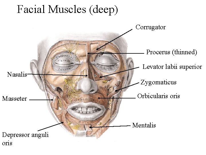 Facial Muscles (deep) Corrugator Procerus (thinned) Levator labii superior Nasalis Zygomaticus Masseter Orbicularis oris