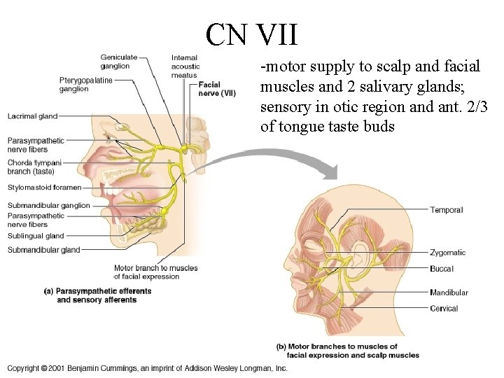 CN VII -motor supply to scalp and facial muscles and 2 salivary glands; sensory