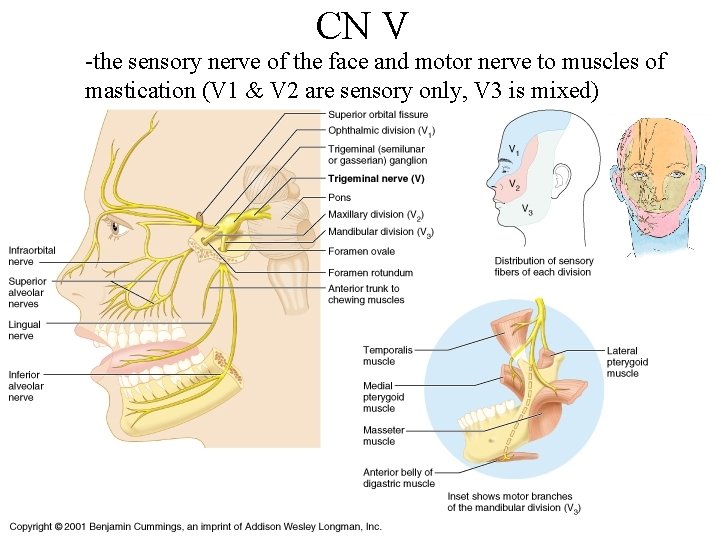 CN V -the sensory nerve of the face and motor nerve to muscles of