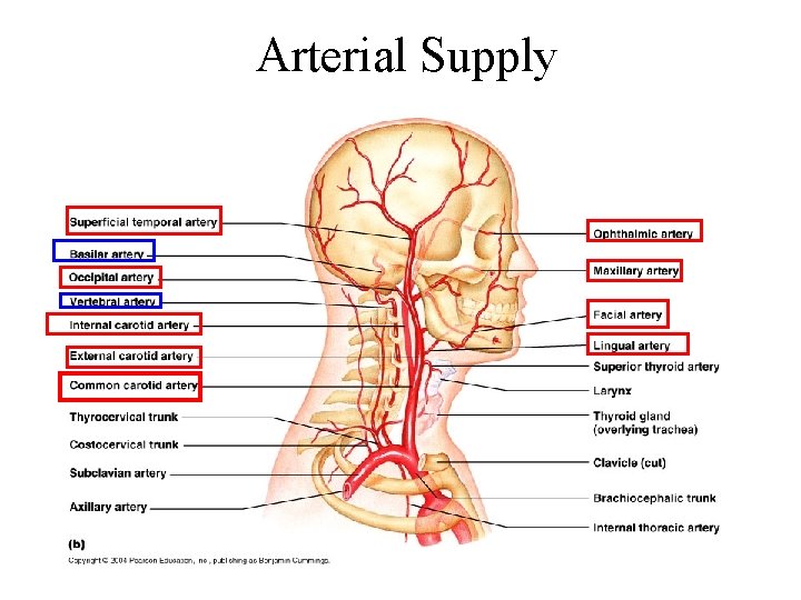 Arterial Supply 