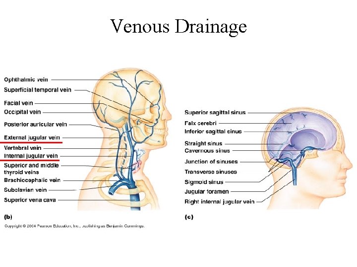 Venous Drainage 