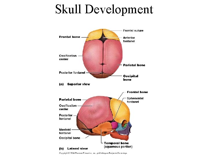 Skull Development 