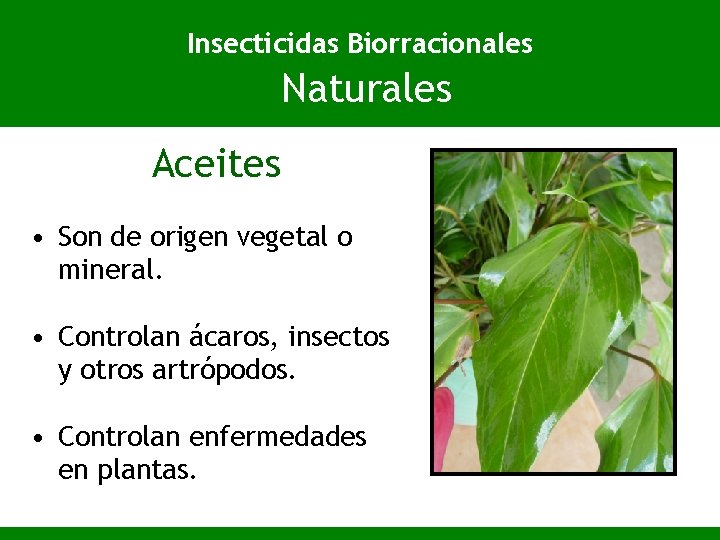 Insecticidas Biorracionales Naturales Aceites • Son de origen vegetal o mineral. • Controlan ácaros,