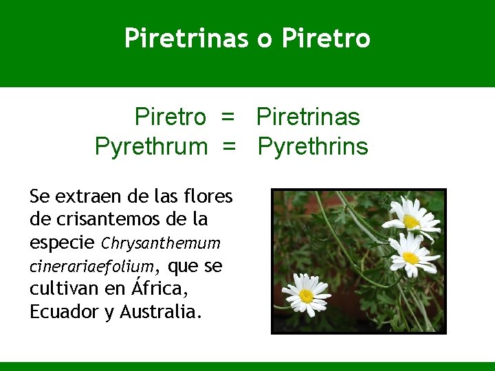 Piretrinas o Piretro = Piretrinas Pyrethrum = Pyrethrins Se extraen de las flores de