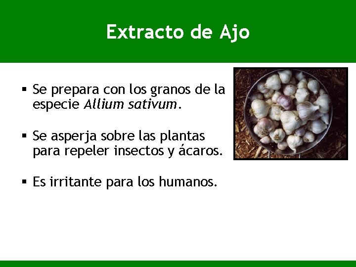 Extracto de Ajo § Se prepara con los granos de la especie Allium sativum.