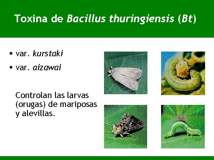 Toxina de Bacillus thuringiensis (Bt) § var. kurstaki § var. aizawai Controlan las larvas