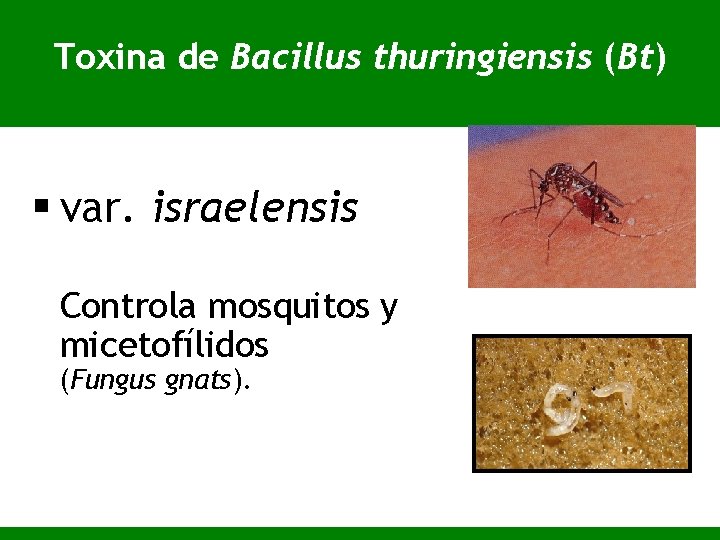 Toxina de Bacillus thuringiensis (Bt) § var. israelensis Controla mosquitos y micetofílidos (Fungus gnats).