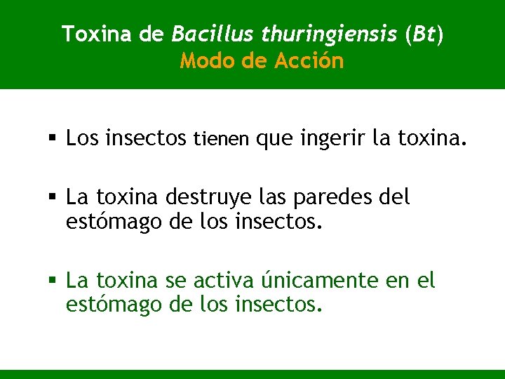 Toxina de Bacillus thuringiensis (Bt) Modo de Acción § Los insectos tienen que ingerir