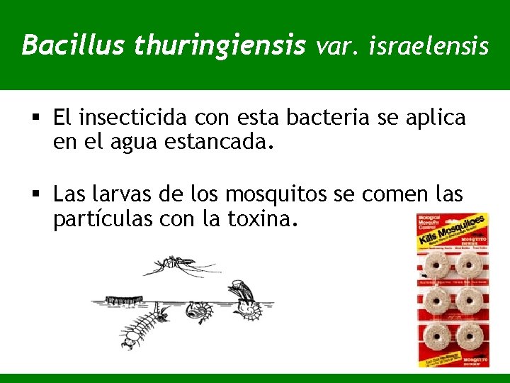 Bacillus thuringiensis var. israelensis § El insecticida con esta bacteria se aplica en el