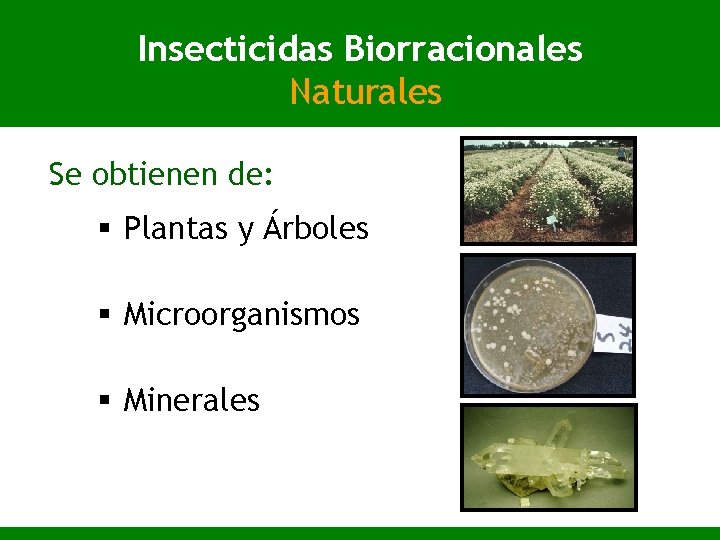 Insecticidas Biorracionales Naturales Se obtienen de: § Plantas y Árboles § Microorganismos § Minerales