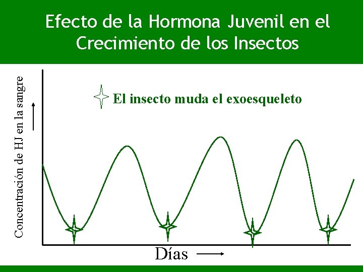 Concentración de HJ en la sangre Efecto de la Hormona Juvenil en el Crecimiento