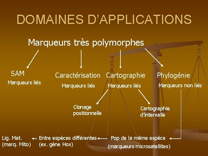 DOMAINES D’APPLICATIONS Marqueurs très polymorphes SAM Marqueurs liés Caractérisation Cartographie Marqueurs liés Clonage positionnelle