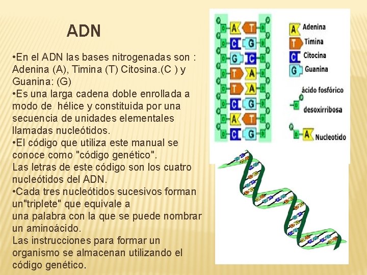ADN • En el ADN las bases nitrogenadas son : Adenina (A), Timina (T)