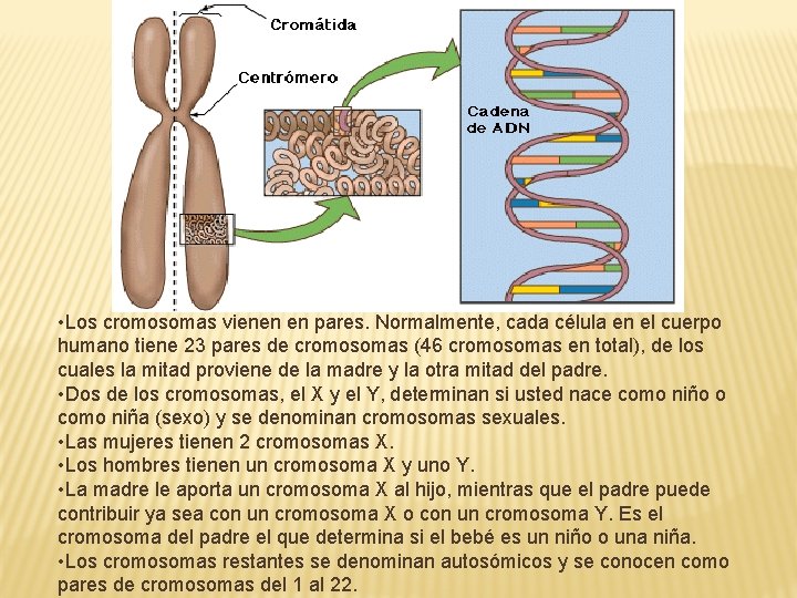  • Los cromosomas vienen en pares. Normalmente, cada célula en el cuerpo humano
